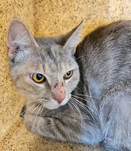 An adult medium-sized female Domestic Short Hair cat named Lois for adoption in Lafayette, IN