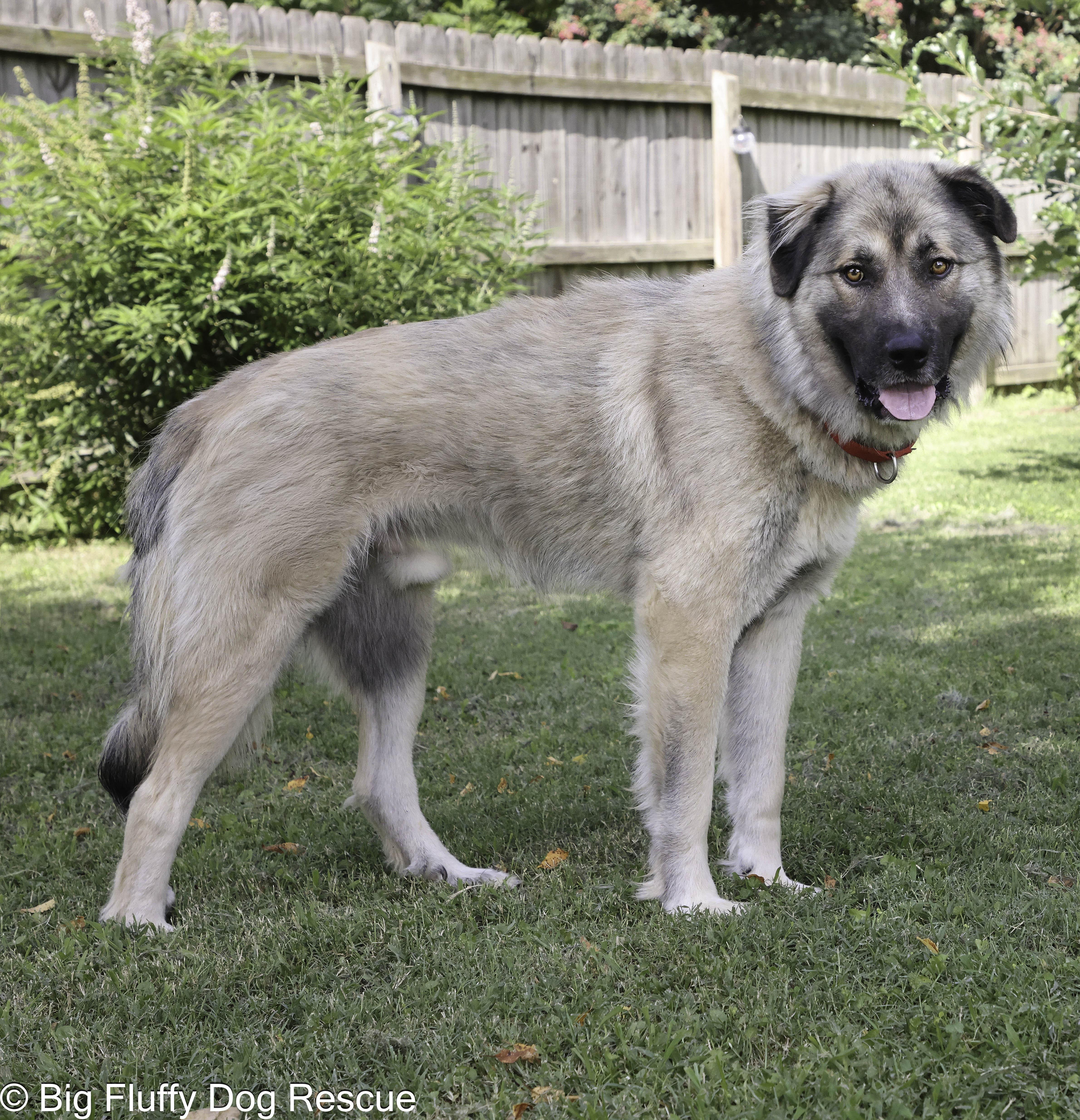 An adult large-sized male Yellow / Tan / Blond / Fawn Great Pyrenees dog named Ivar for adoption in Nashville, TN
