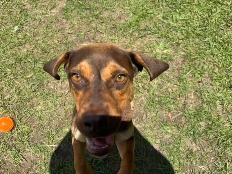 A young medium-sized male Brown / Chocolate Beagle dog named Max for adoption in Winnsboro, SC