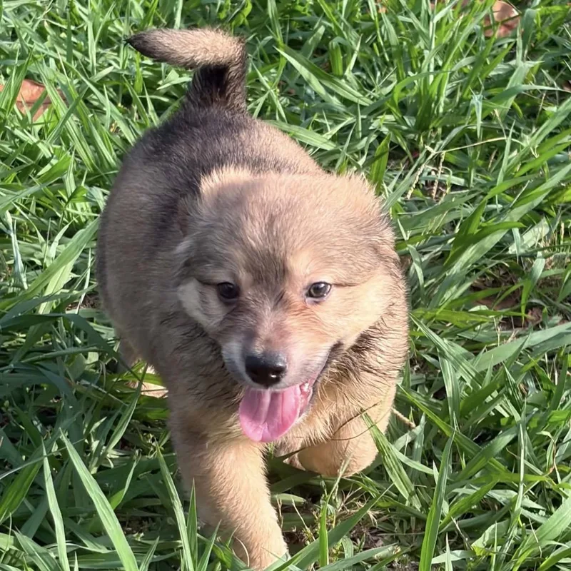A baby medium-sized male Yellow / Tan / Blond / Fawn Australian Shepherd dog named Reef for adoption in Pelham, NH