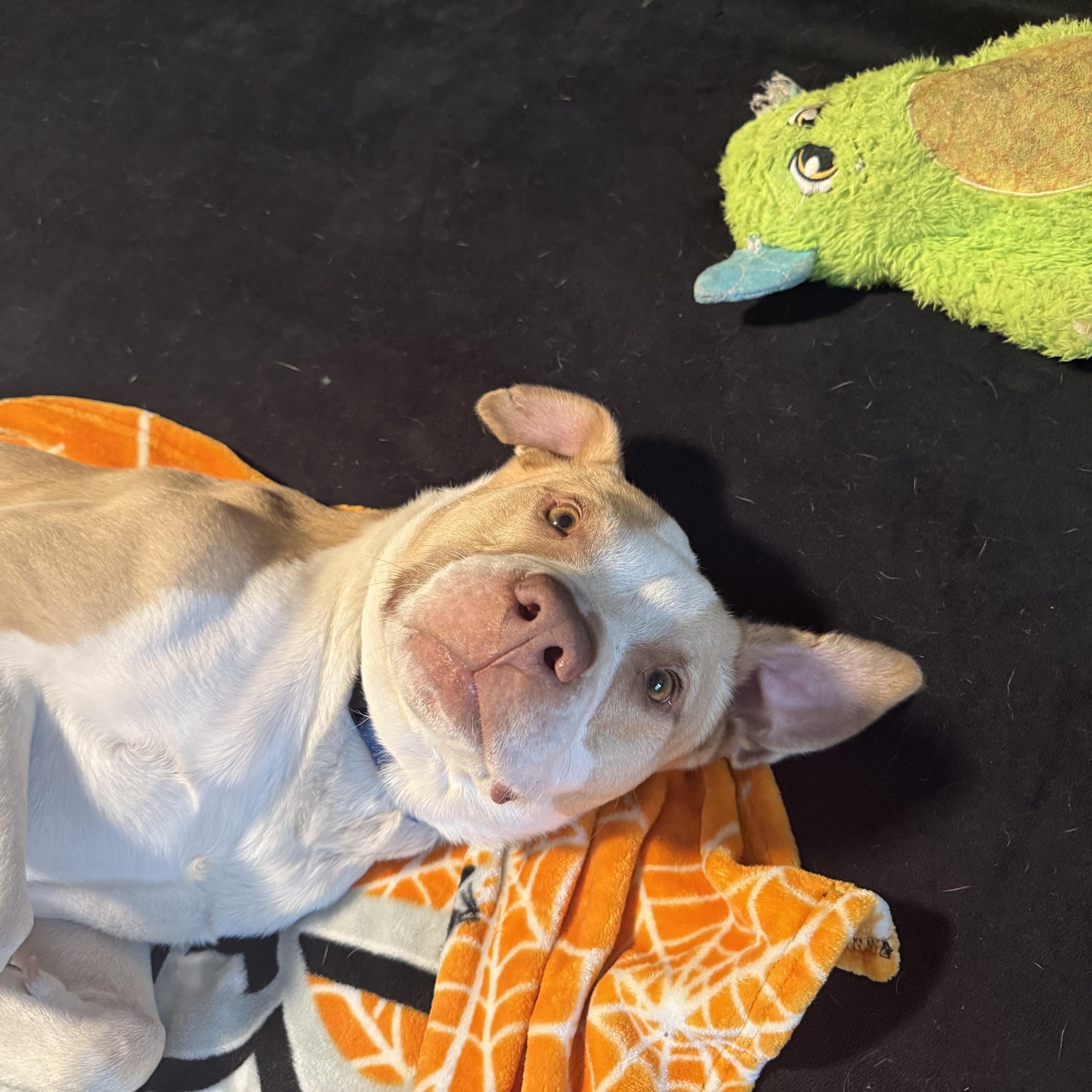 An adult medium-sized male Apricot / Beige Mixed Breed dog named Hopper for adoption in Wildwood, FL