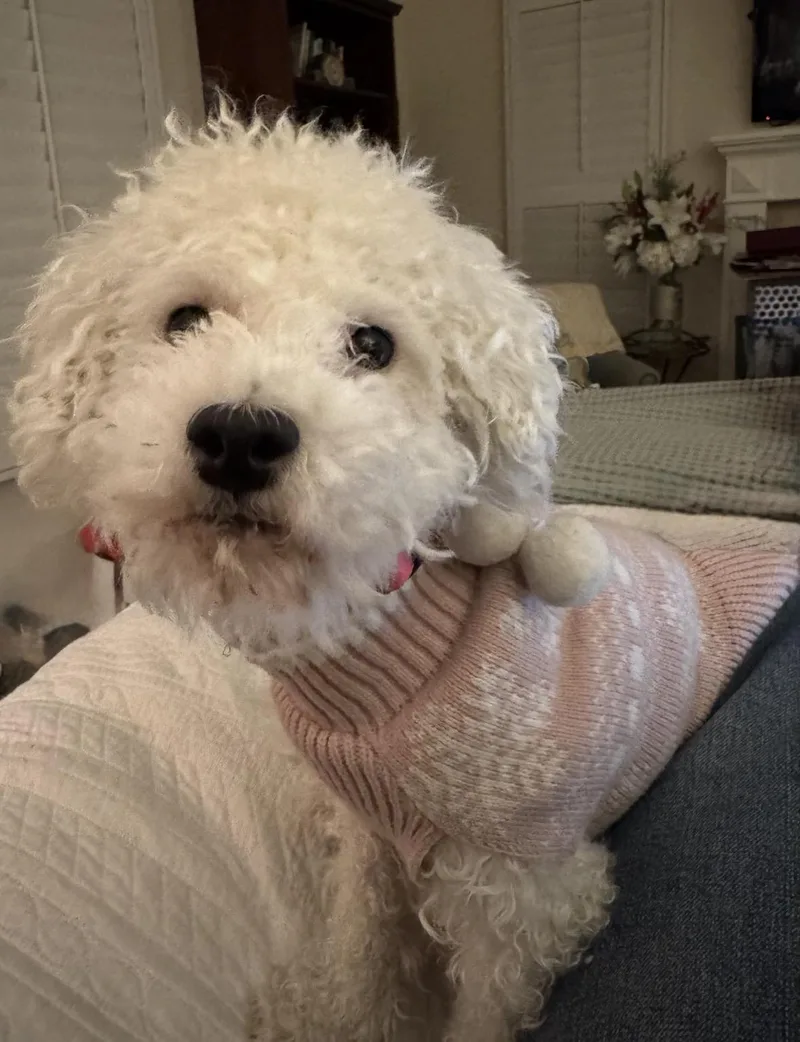 A young small-sized female Poodle dog named Dakota for adoption in Upland, CA
