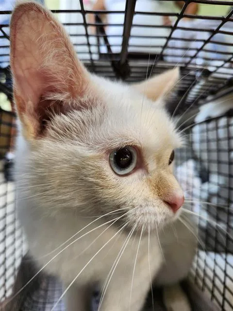 A young small-sized male Domestic Short Hair cat named Copo for adoption in San Antonio, TX