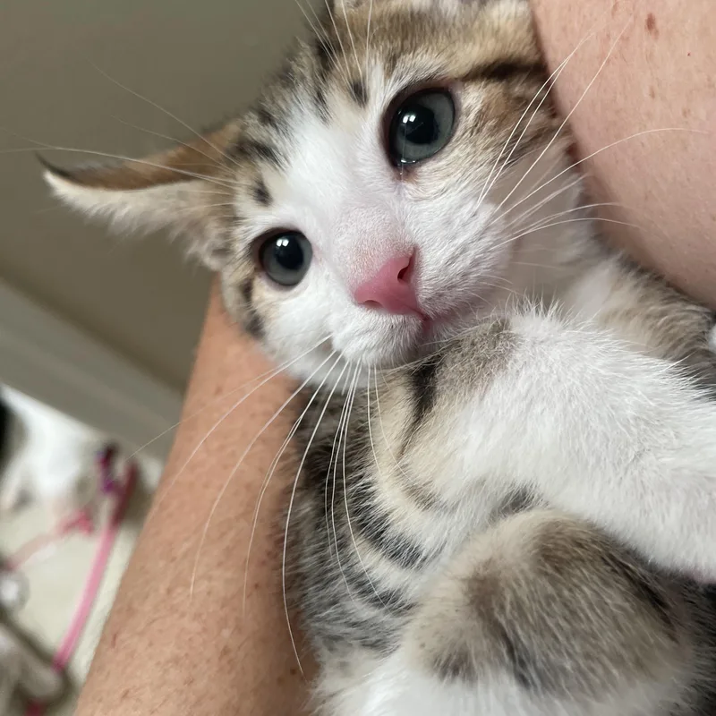 A baby medium-sized male Tabby (Brown / Chocolate) Tabby cat named Santiago for adoption in Albuquerque, NM
