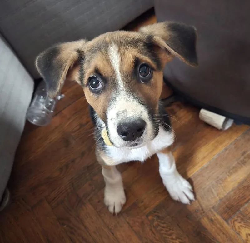 A baby medium-sized male Tricolor (Brown, Black, & White) Beagle dog named Weston for adoption in Mechanicsburg, PA