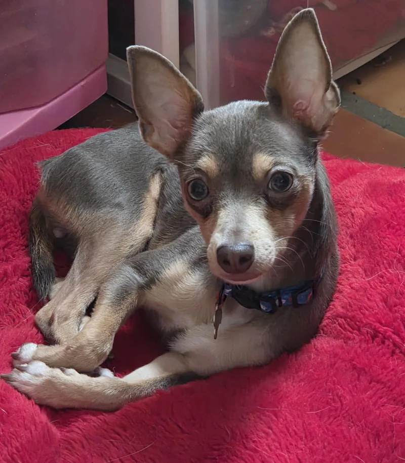A baby small-sized female Brown / Chocolate Chihuahua dog named Piper for adoption in Tucson, AZ