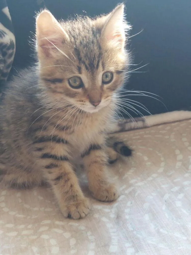 A baby small-sized male Domestic Short Hair cat named Rocky for adoption in Ferndale, MI