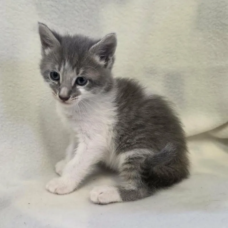 A baby small-sized male Gray / Blue / Silver Domestic Short Hair cat named Breeze for adoption in Hamilton, GA
