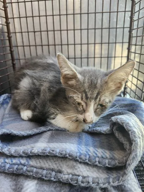 A baby small-sized female Domestic Short Hair cat named Boo for adoption in San Antonio, TX