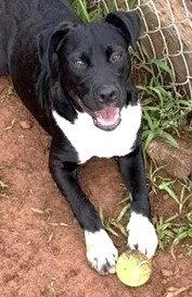 A young medium-sized male Shepherd dog named Murray for adoption in Carrollton, GA