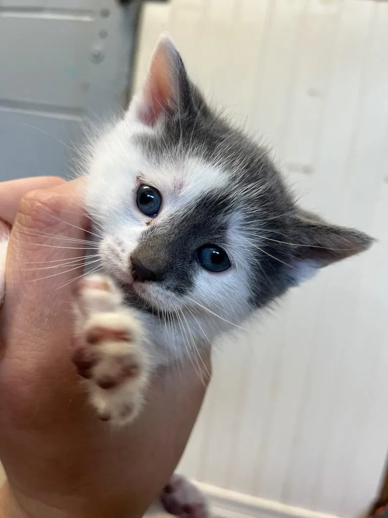 A baby small-sized female Domestic Short Hair cat named Izzie Stevens for adoption in Berlin, MD