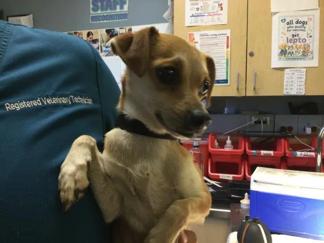 A young small-sized female Chihuahua dog named Blossom for adoption in Riverside, CA