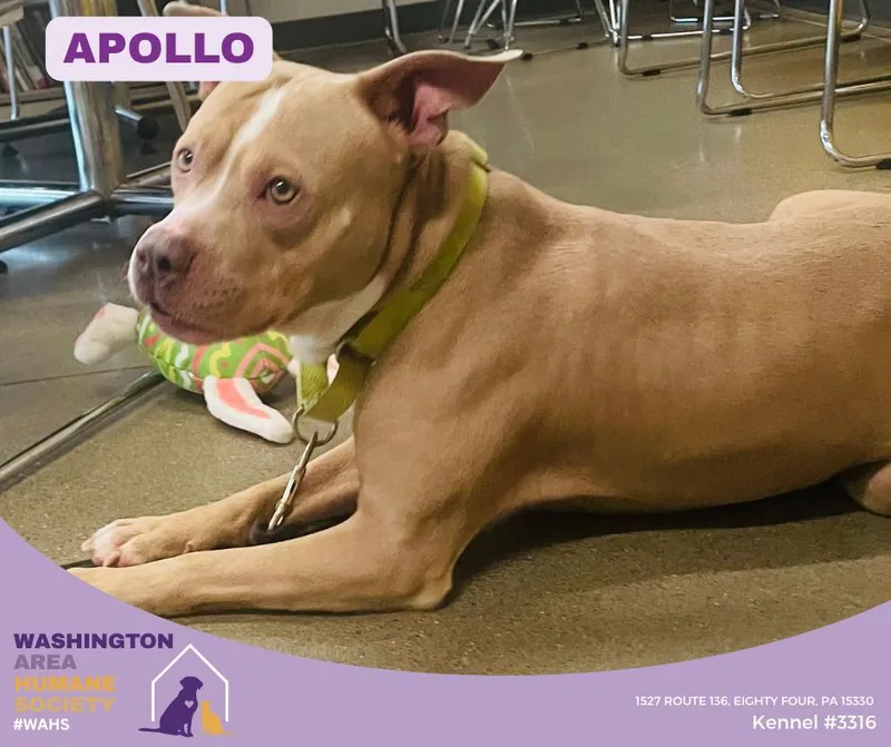An adult medium-sized male Yellow / Tan / Blond / Fawn Pit Bull Terrier dog named Apollo for adoption in Eighty Four, PA