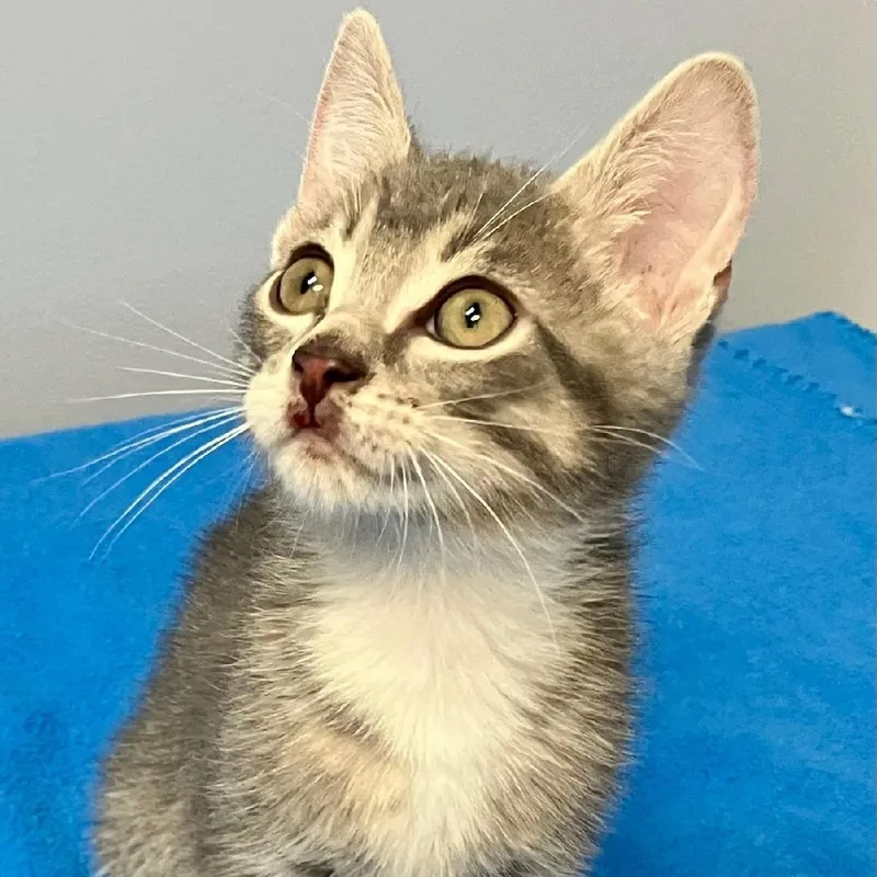 A baby medium-sized male Tabby (Brown / Chocolate) Domestic Short Hair cat named Hank for adoption in Gastonia, NC