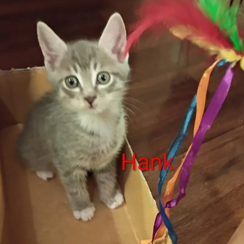 Hank thumbnail 4