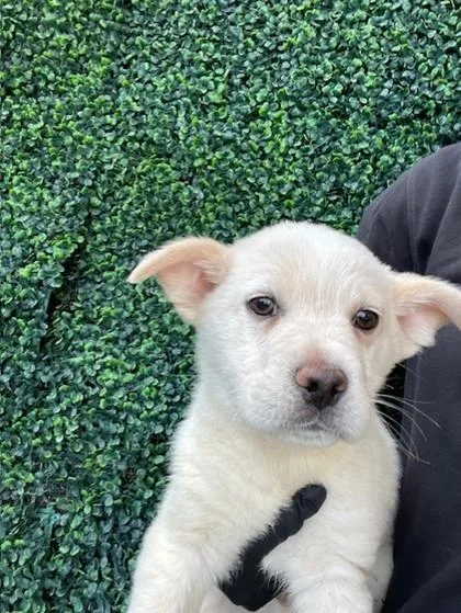 A baby small-sized male White / Cream Akita dog named 60986989 for adoption in El Paso, TX