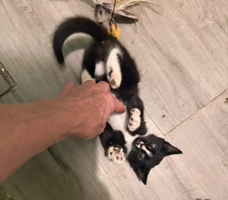 Felix thumbnail 3