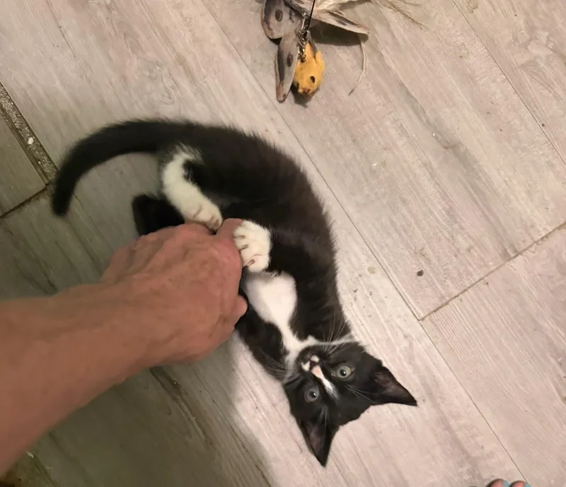 Felix thumbnail 4