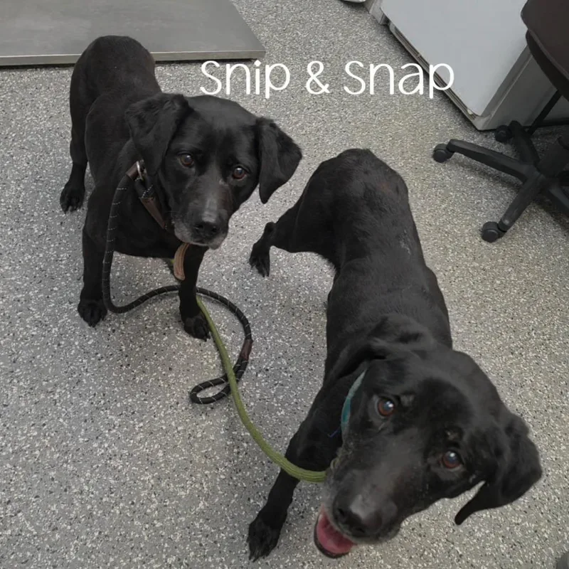 A senior medium-sized female Black Labrador Retriever dog named Snap for adoption in Parkersburg, WV