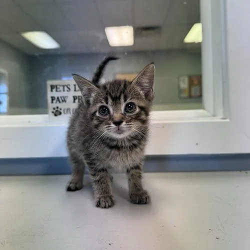 A baby small-sized male Tabby (Brown / Chocolate) Domestic Short Hair cat named Baby O's for adoption in Toms River, NJ