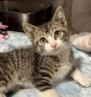 A baby small-sized male Tabby (Gray / Blue / Silver) Domestic Short Hair cat named Pinecone for adoption in Madison, WI