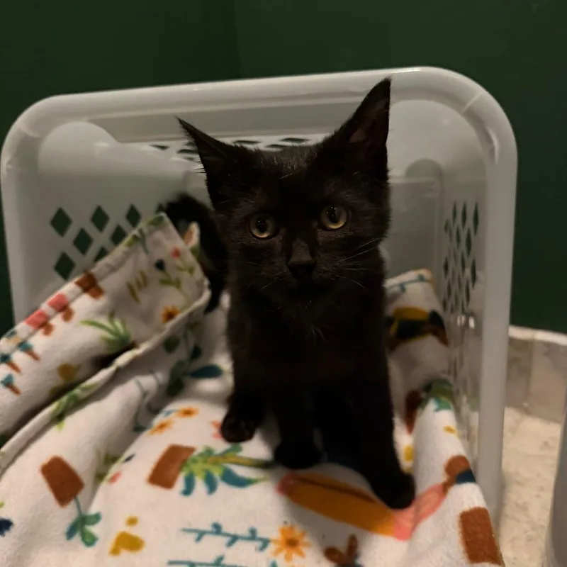 A baby small-sized female Black Domestic Short Hair cat named Cuddle Bug for adoption in Evanston, IL