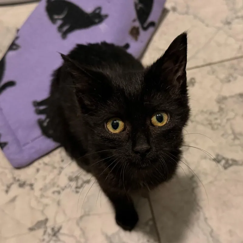 Cuddle Bug thumbnail 3
