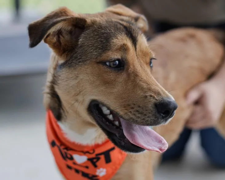 A young small-sized female German Shepherd Dog dog named Yanasi for adoption in Tulsa, OK