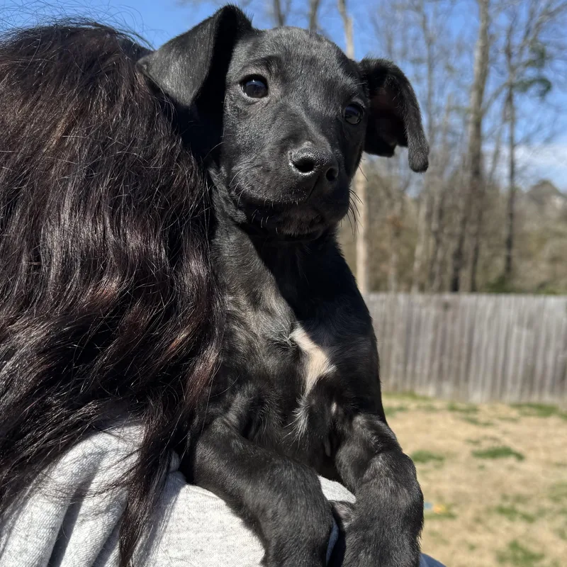 A baby medium-sized male Black Labrador Retriever dog named Fred for adoption in Calera, AL