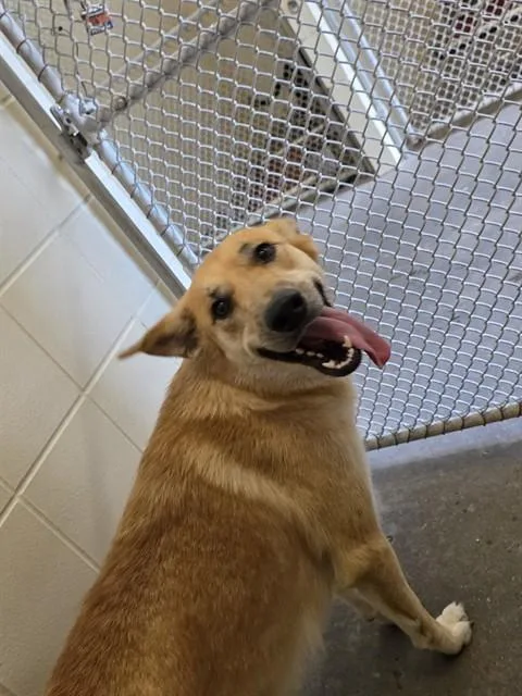 A young large-sized female German Shepherd Dog dog named Freya for adoption in Corpus Christi, TX