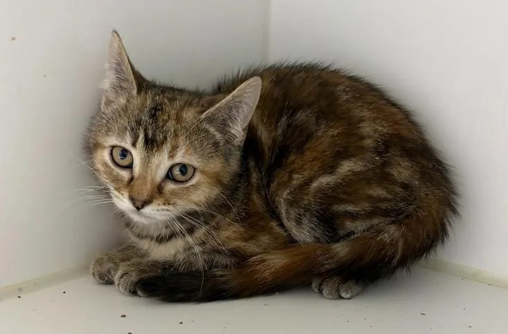 A baby small-sized female Domestic Short Hair cat named Regan for adoption in Rochester, IN