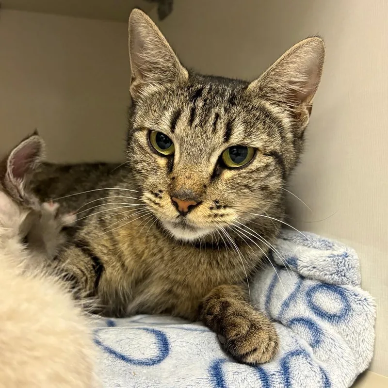 A young medium-sized female Domestic Short Hair cat named Jane for adoption in Redwood City, CA