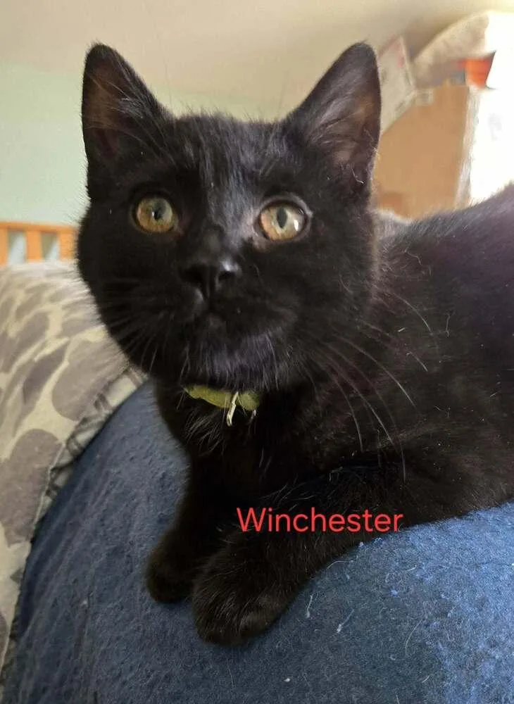 A baby medium-sized male Black Domestic Short Hair cat named Winchester for adoption in Greene, NY