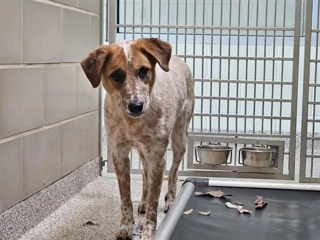 A young medium-sized female Australian Cattle Dog / Blue Heeler dog named Sally for adoption in Pueblo, CO