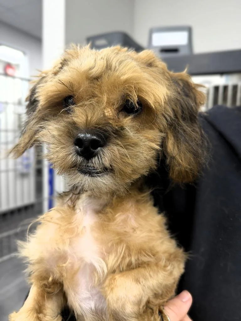 A young small-sized male Yorkshire Terrier dog named Possum for adoption in Bryan, TX