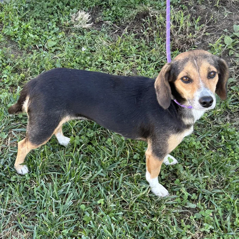 A young small-sized female Dachshund dog named Beanie Baby for adoption in Norwood, OH