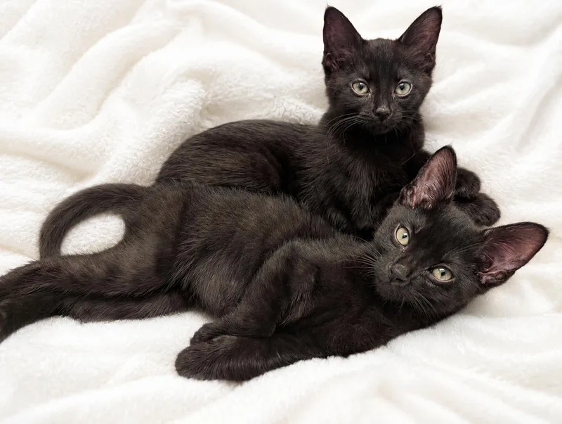 A baby medium-sized male Domestic Short Hair cat named Jag for adoption in Farmington, MN