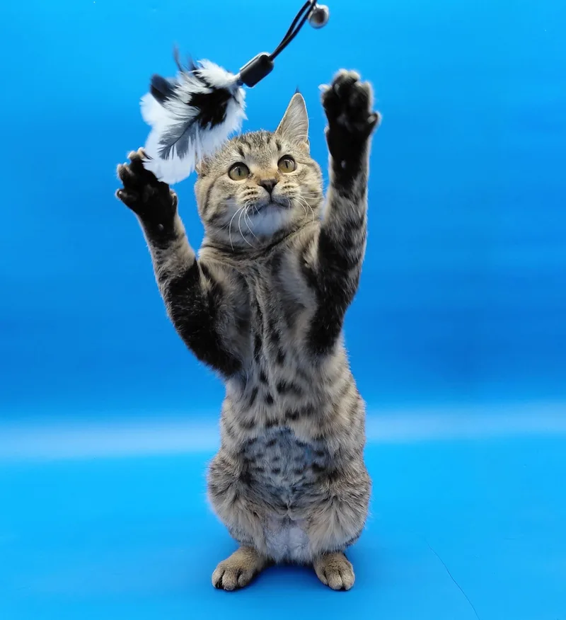 A baby medium-sized female Tabby (Gray / Blue / Silver) Domestic Short Hair cat named Gracie for adoption in Springfield, MO