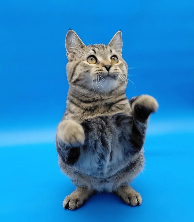 Gracie thumbnail 2