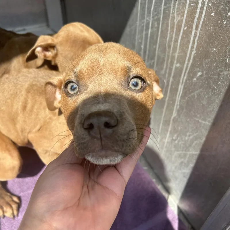 A young medium-sized male Brown / Chocolate Pit Bull Terrier dog named Rightie for adoption in Greensboro, NC