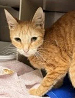 A young small-sized female Tabby (Orange / Red) Domestic Short Hair cat named Kom for adoption in Raleigh, NC
