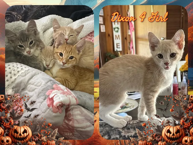 A baby medium-sized female Domestic Short Hair cat named Dixon Girl for adoption in Corinth, NY