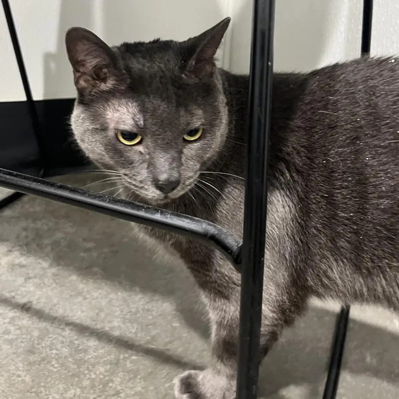 A senior large-sized male Gray / Blue / Silver Domestic Short Hair cat named Vassy for adoption in Tampa, FL