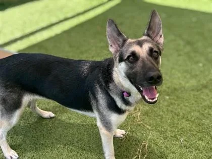 A young medium-sized female Shepherd dog named Drama for adoption in Gainesville, FL