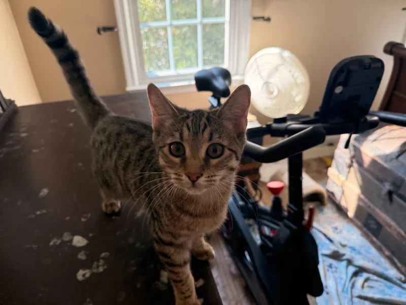 A baby small-sized female Tabby (Brown / Chocolate) Domestic Short Hair cat named Cortez for adoption in Raleigh, NC