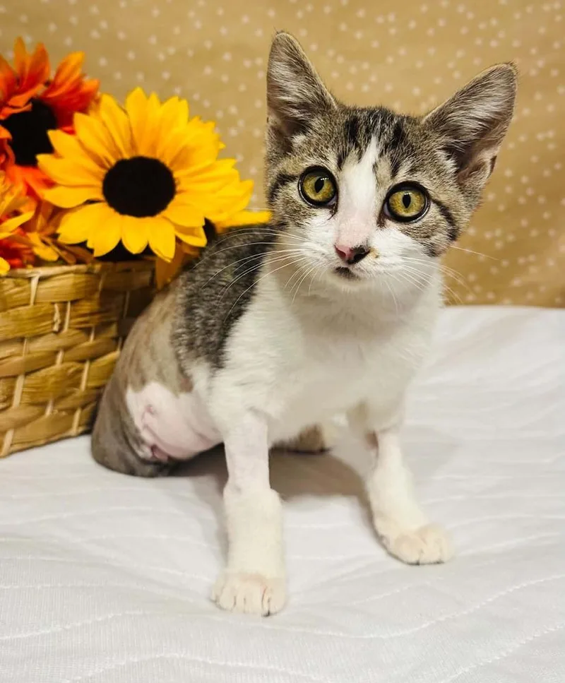 A baby small-sized female Domestic Short Hair cat named Gelato for adoption in Groveland, MA