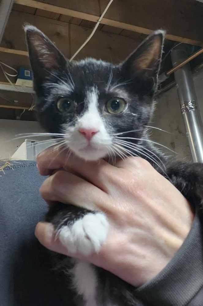 A baby medium-sized female Domestic Short Hair cat named Waffle for adoption in East Greenville, PA