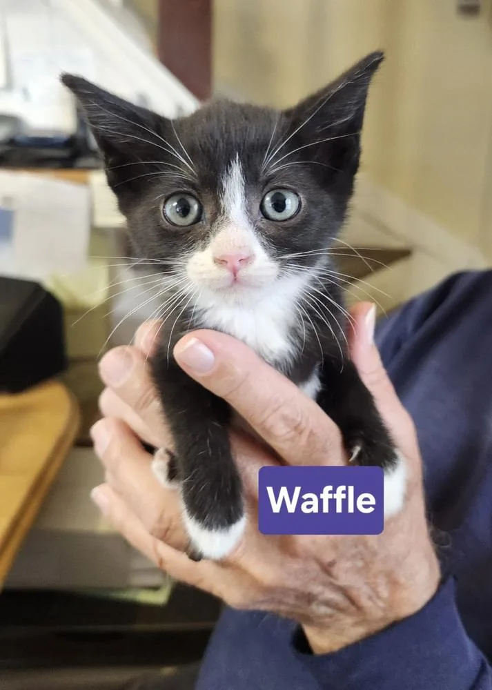 Waffle thumbnail 3