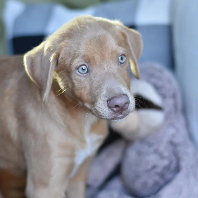 A baby medium-sized male Golden Mixed Breed dog named Flynn for adoption in Cleveland, TX