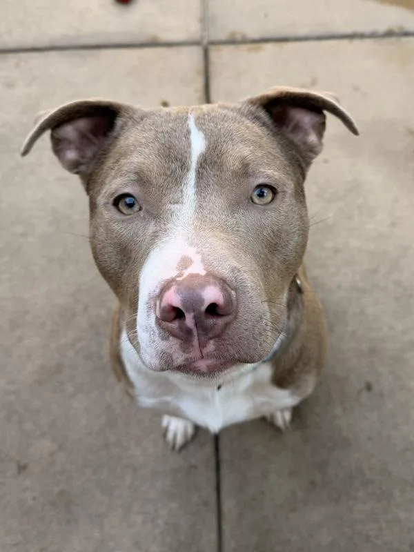 A young large-sized male Pit Bull Terrier dog named Eaton for adoption in San Diego, CA